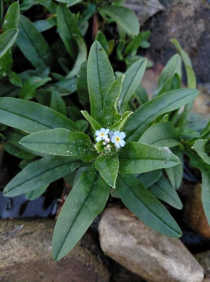 Myosotis sicula flower
