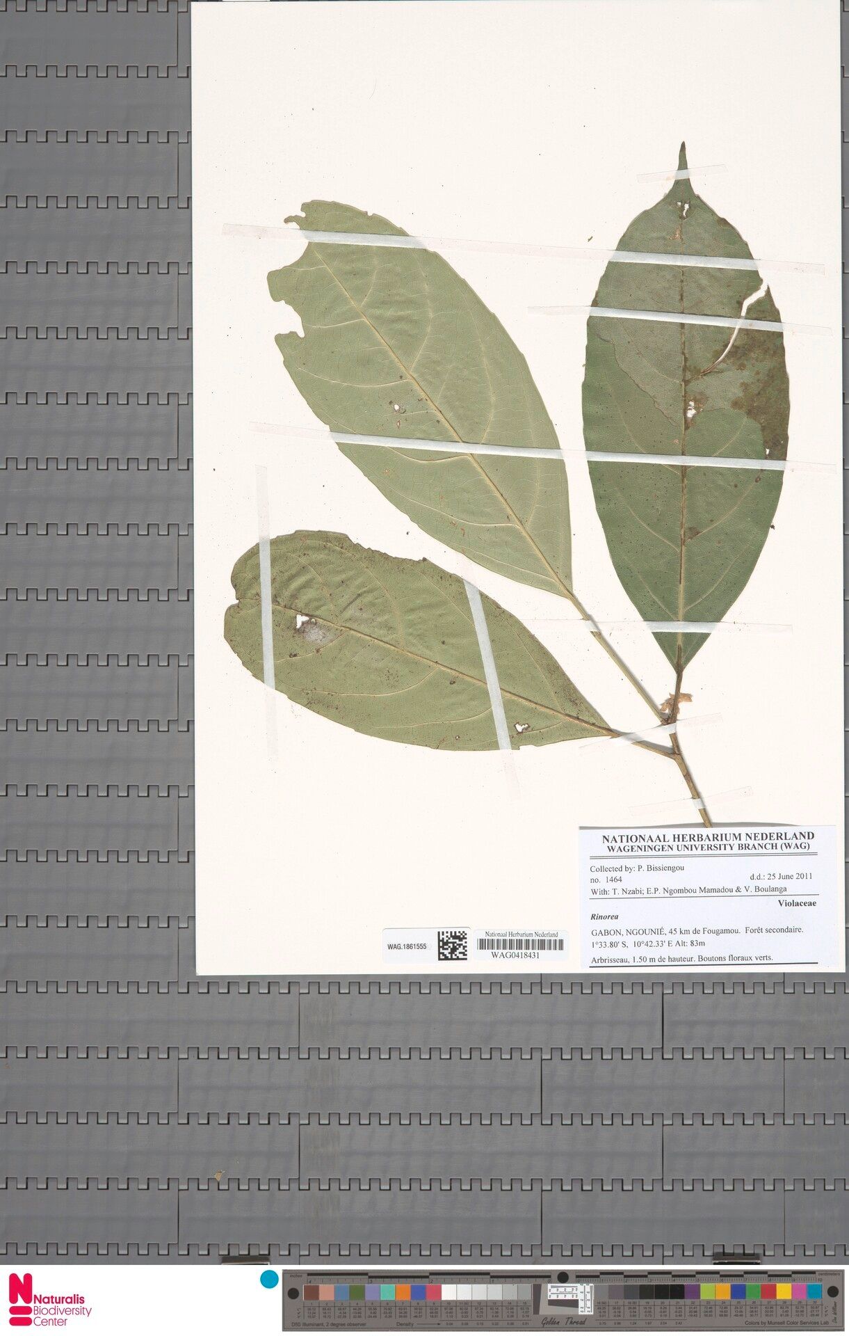 Rinorea keayi — houseplant care guide