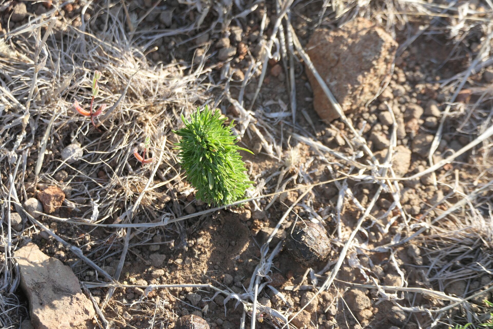 Aptosimum spinescens leaf