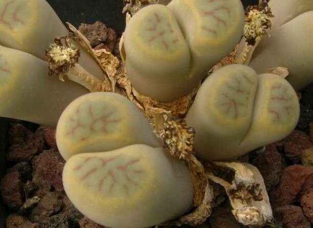 Lithops schwantesii leaf