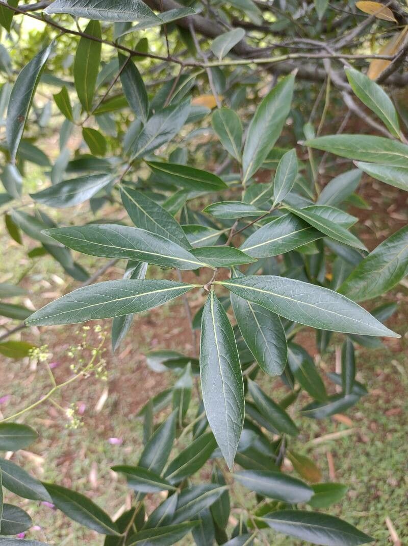 Ocotea acutifolia — related species from the same genus