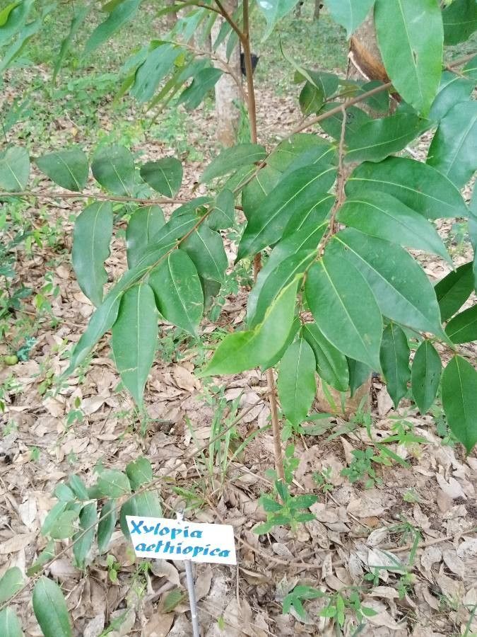 Xylopia aethiopica — search result for 'Senegal'