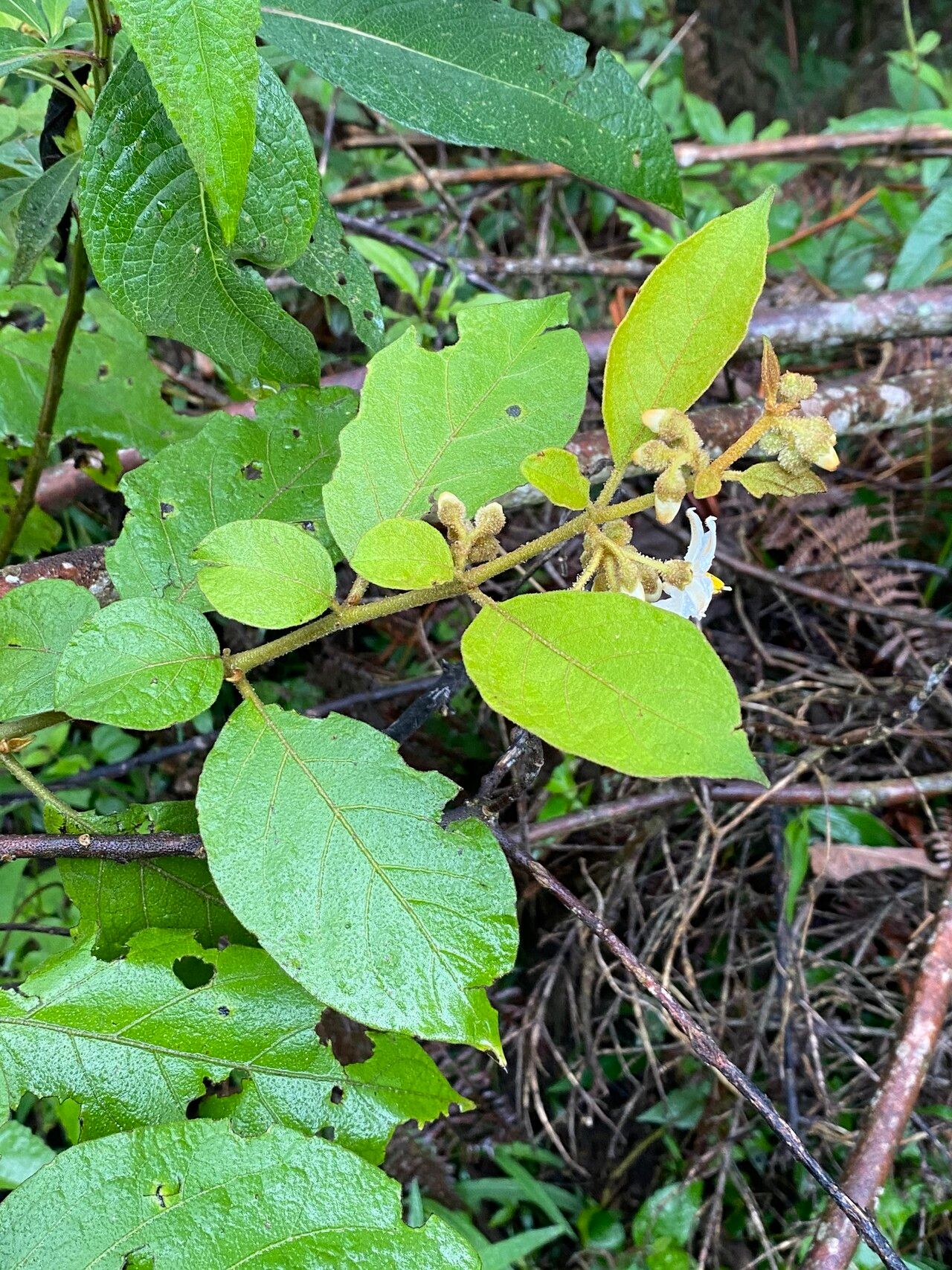 Solanum piluliferum — houseplant care guide