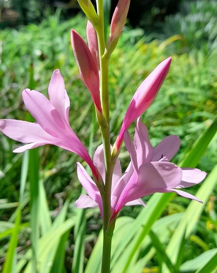 Watsonia borbonica flower