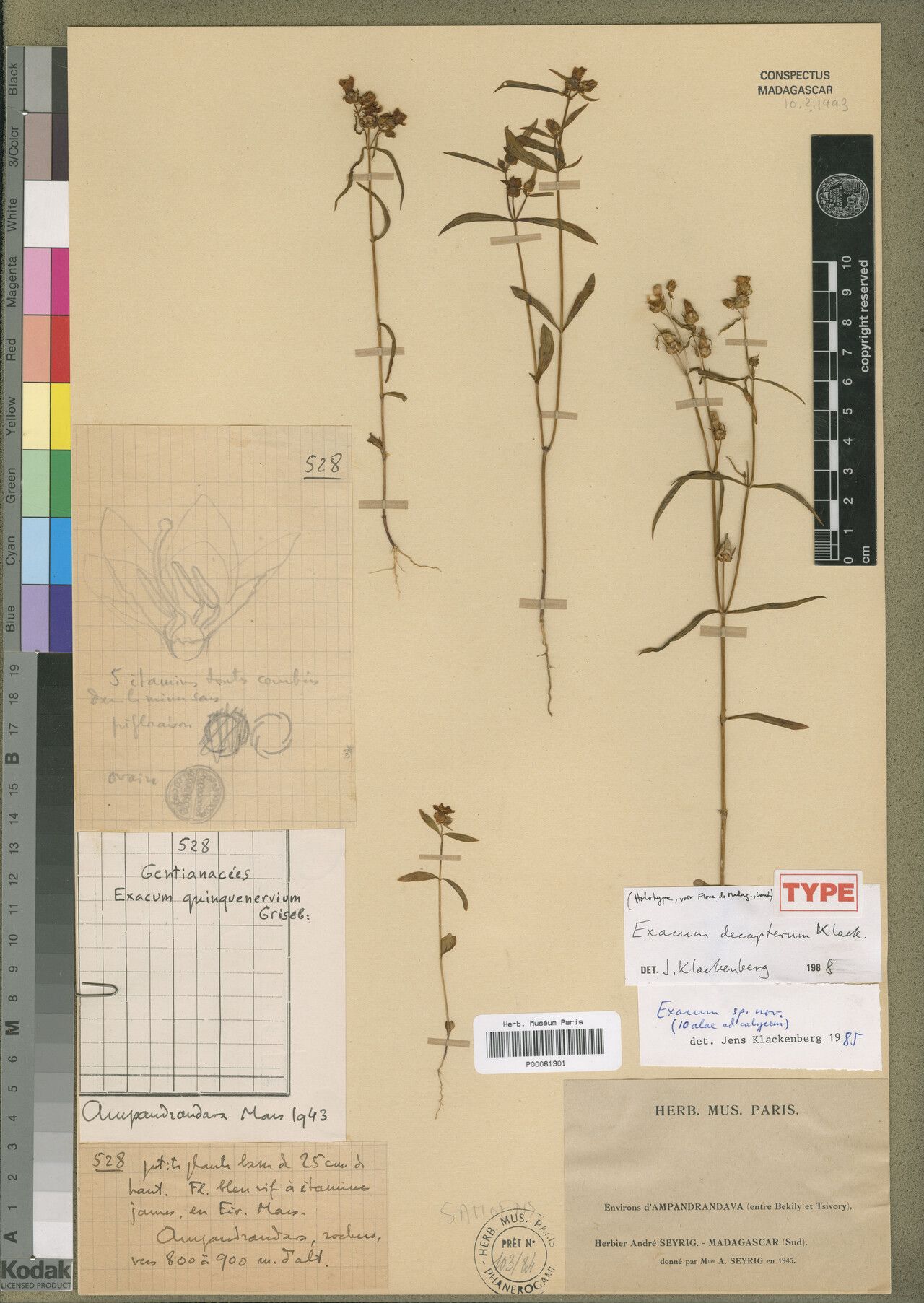 Exacum decapterum — houseplant care guide