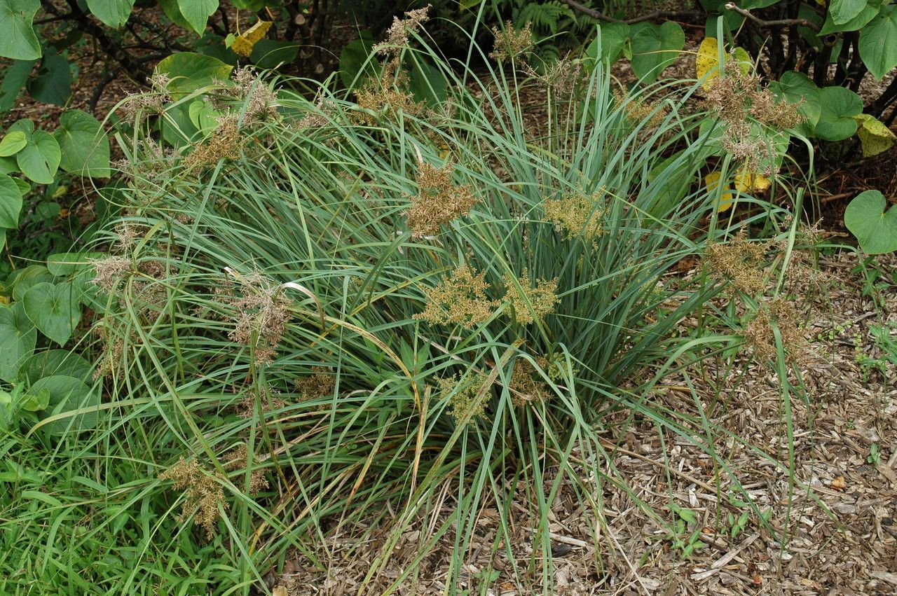 Cyperus javanicus habit