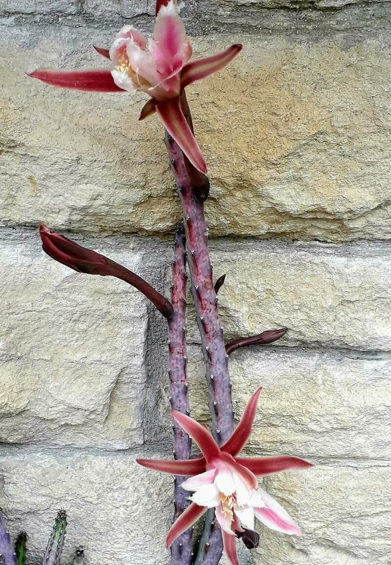 Praecereus saxicola — related species from the same genus