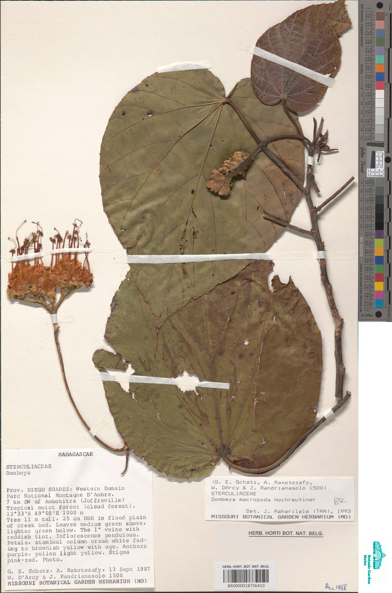 Dombeya macropoda — houseplant care guide