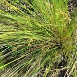 Fimbristylis quinquangularis