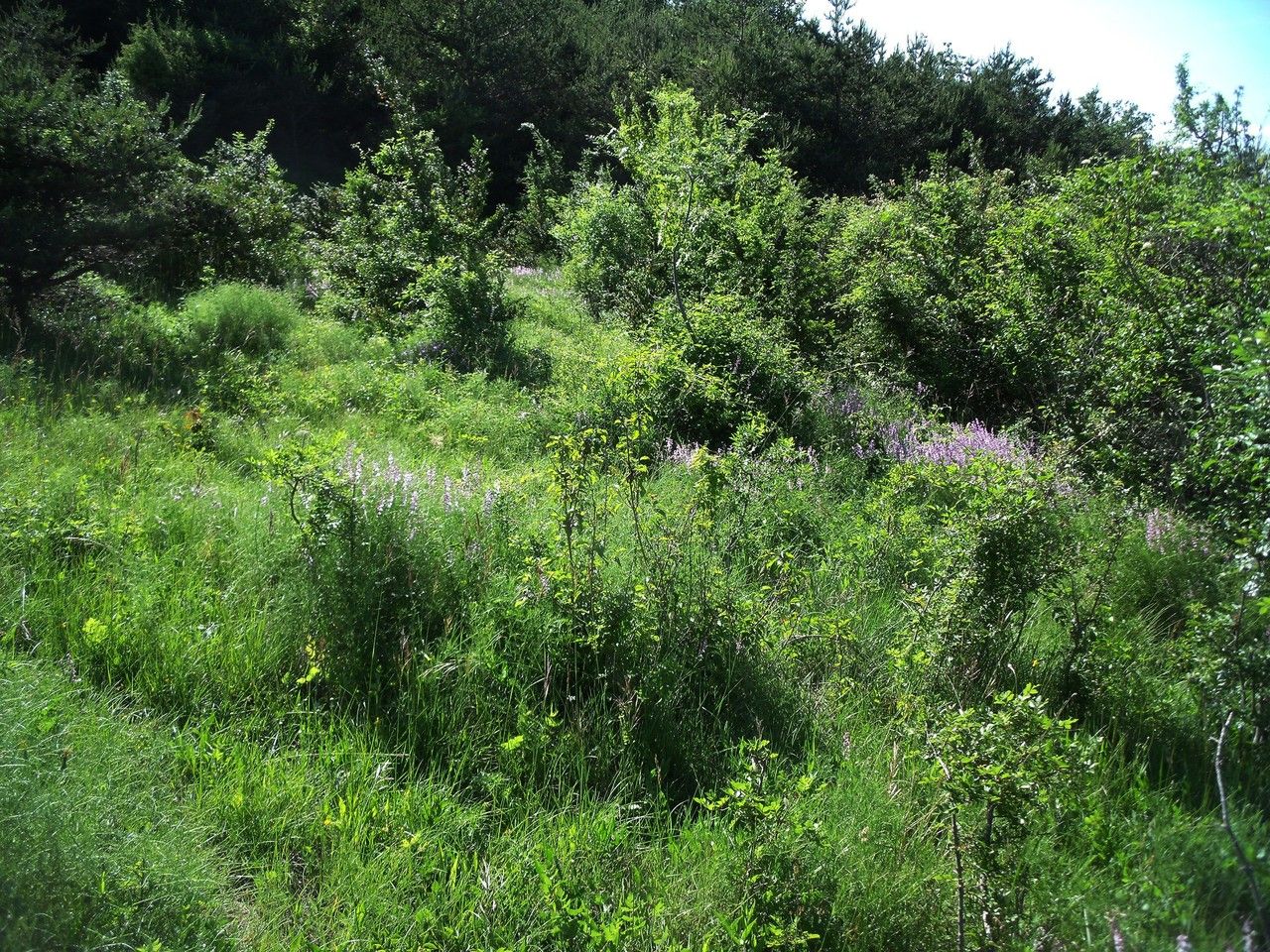 Vicia dalmatica habit
