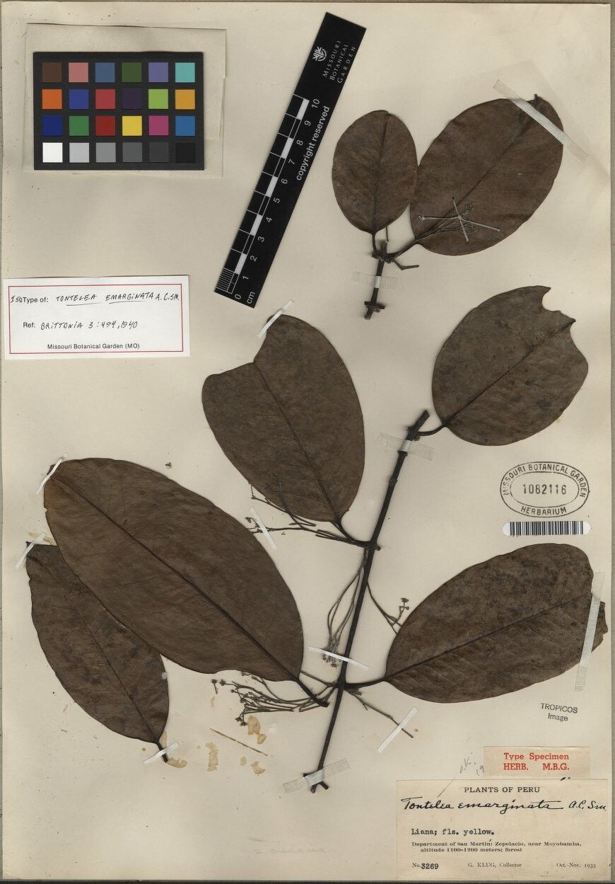 Tontelea emarginata — related species from the same genus