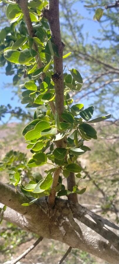 Albizia anthelmintica — search result for 'Albizia'