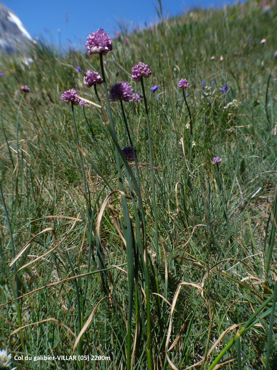 Allium strictum flower