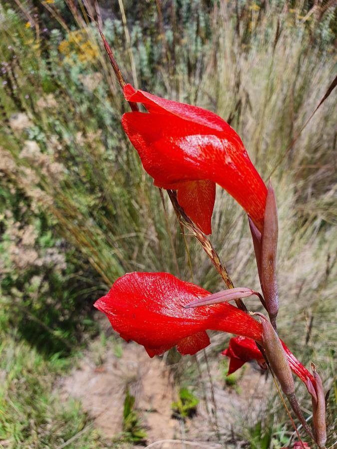 Gladiolus watsonioides flower