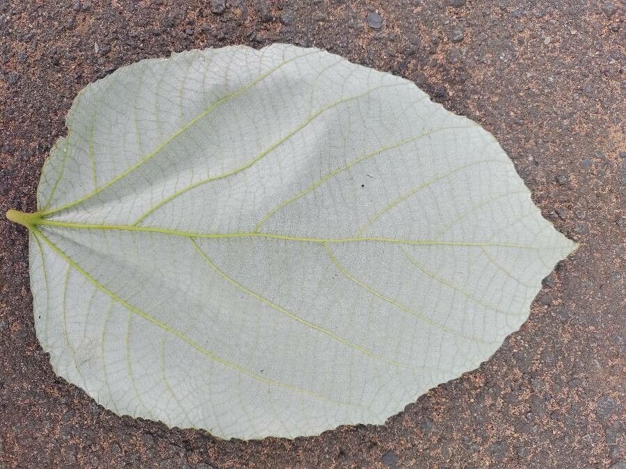 Luehea grandiflora leaf