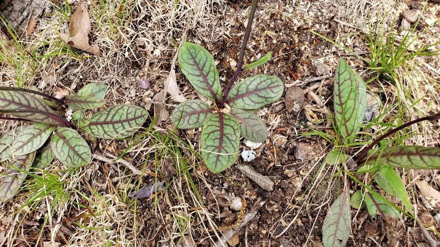 Hieracium venosum leaf