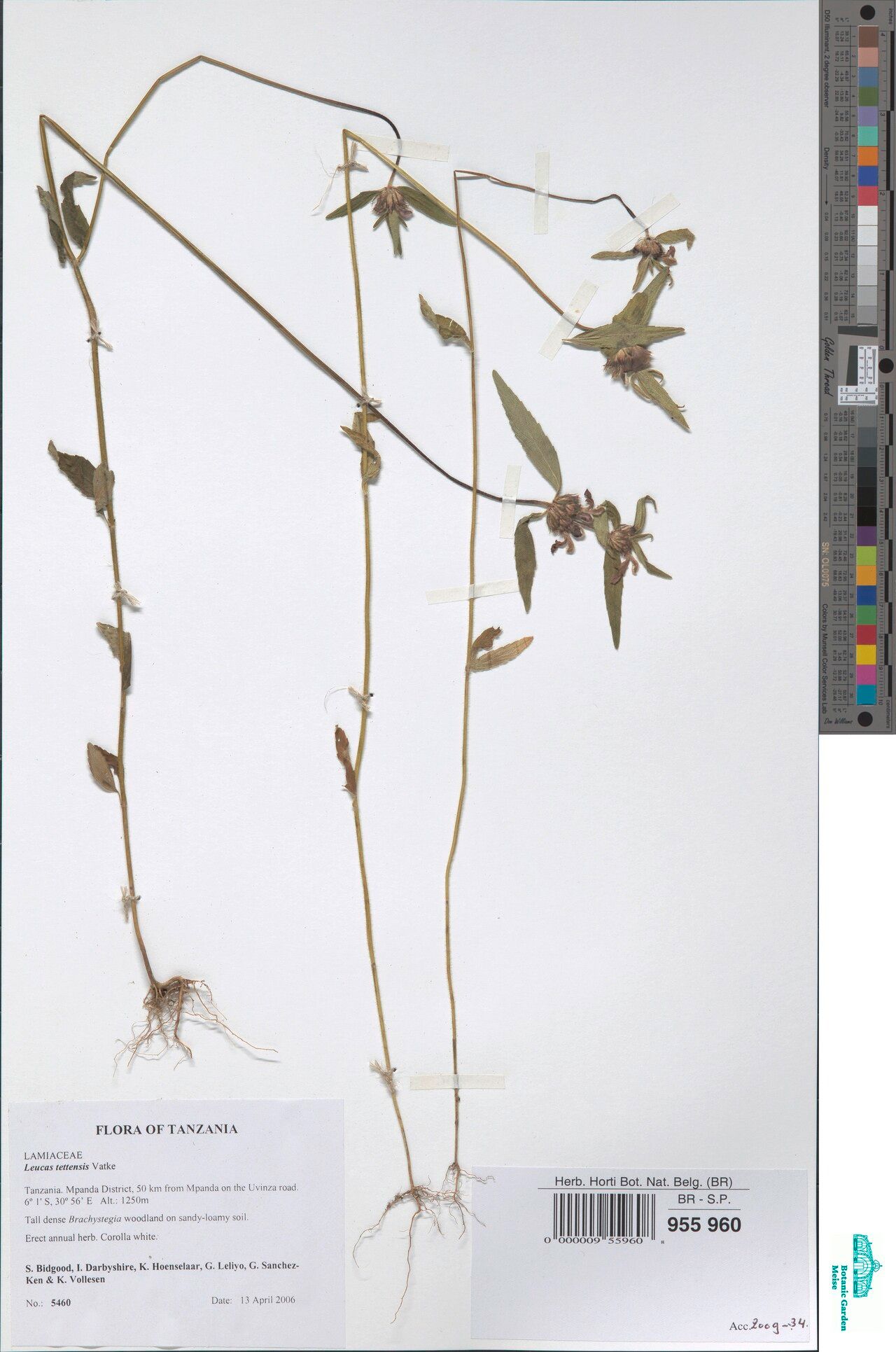 Leucas tettensis — houseplant care guide