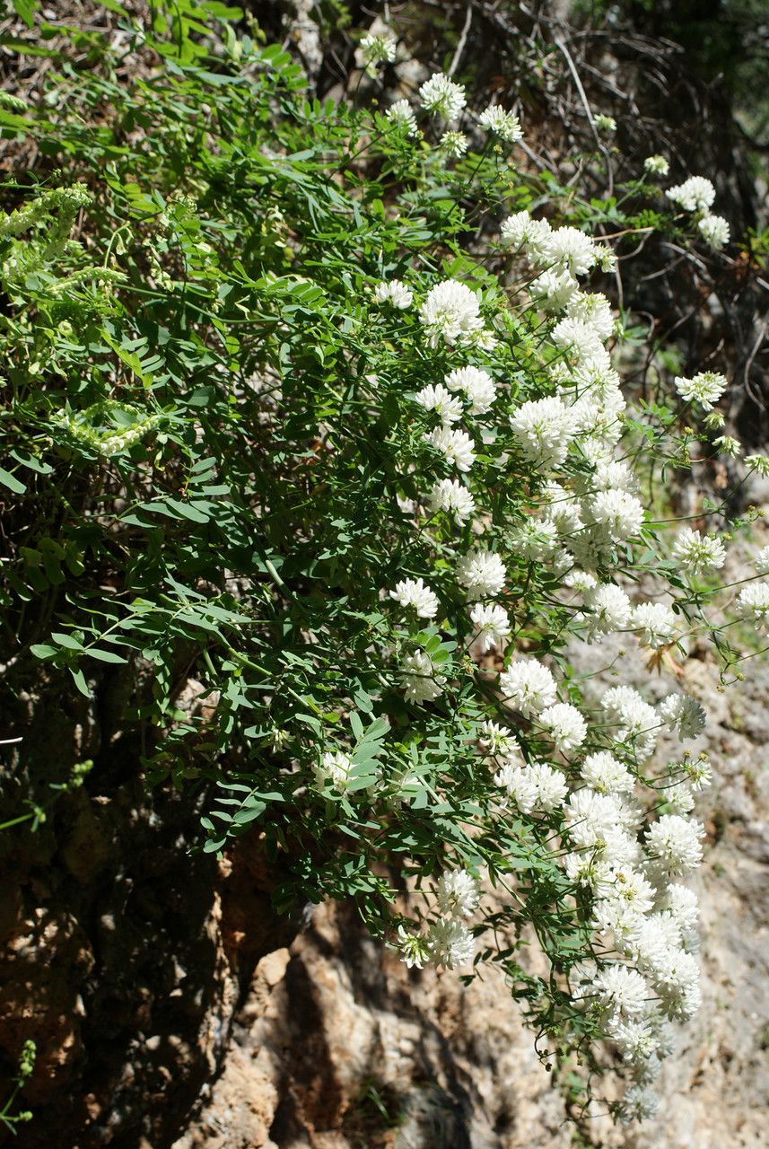 Coronilla globosa habit
