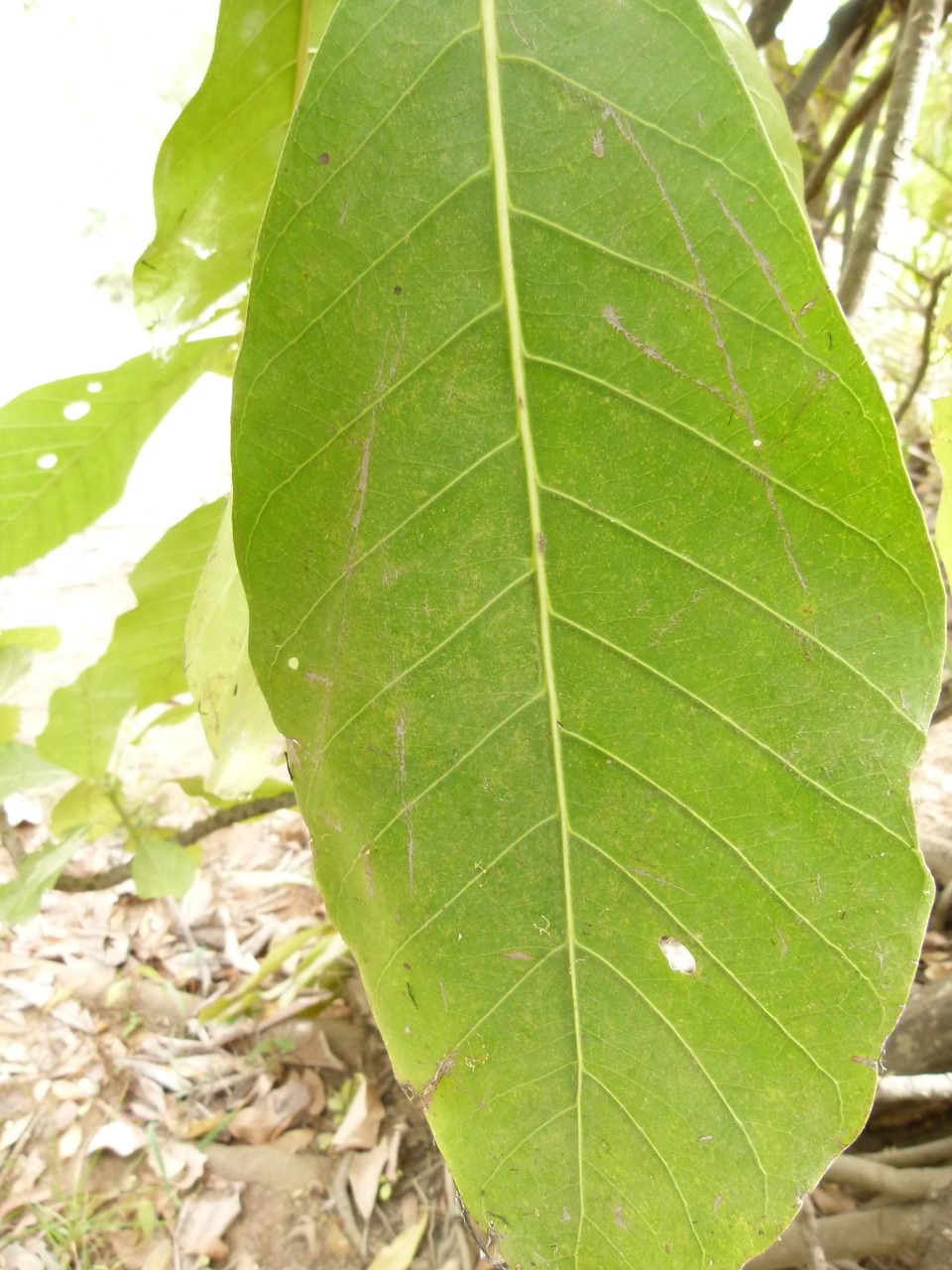 Uapaca togoensis — houseplant care guide