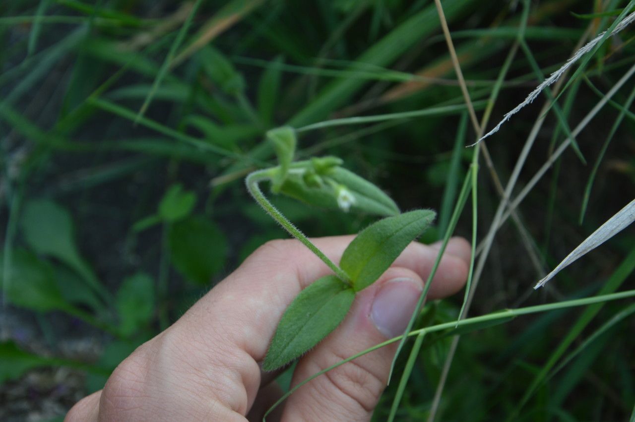 Cerastium dubium leaf