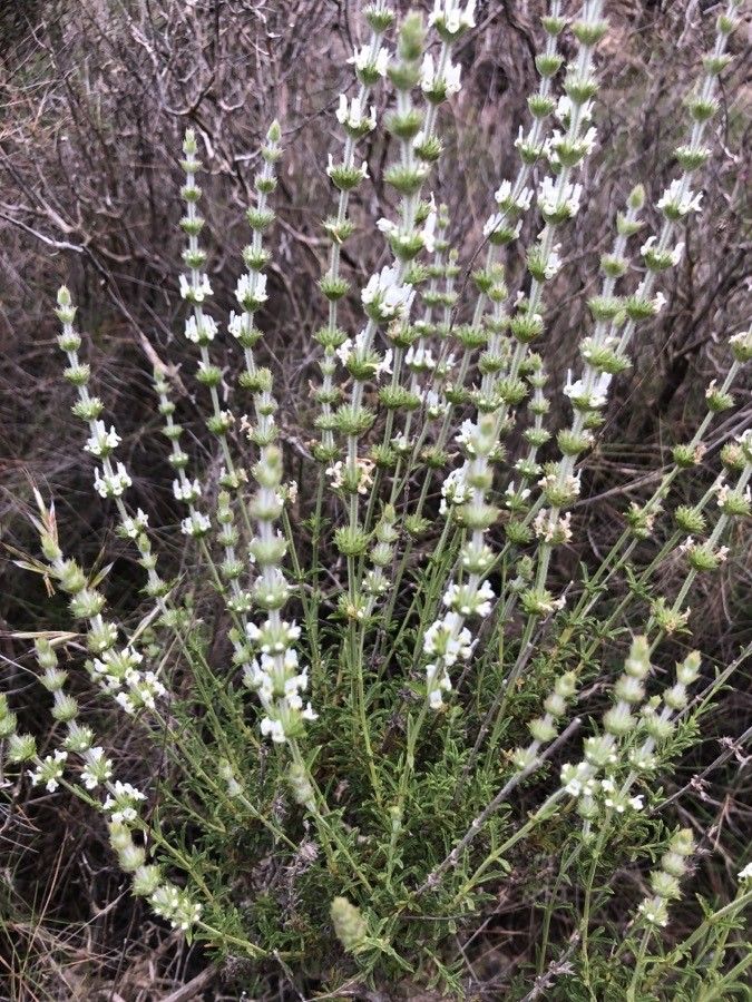 Sideritis leucantha flower