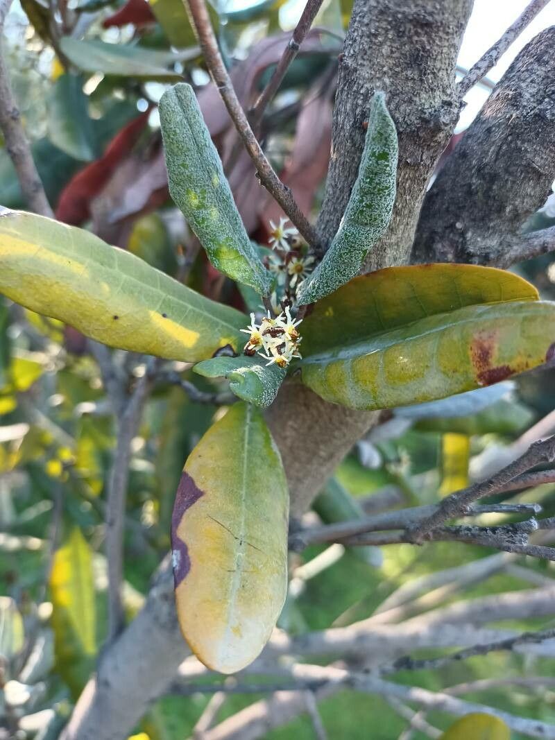Aextoxicon punctatum flower