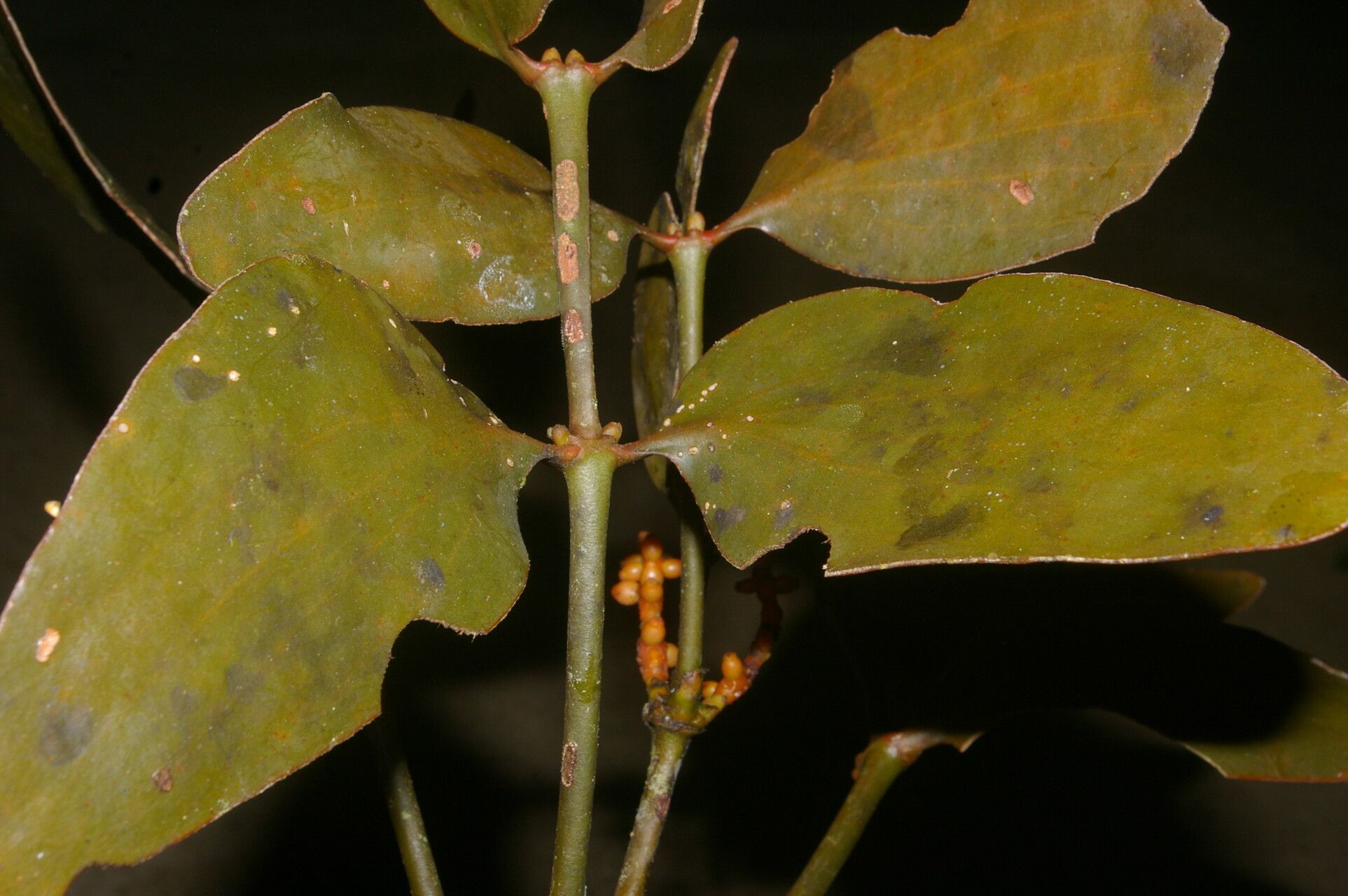 Phoradendron nitens fruit