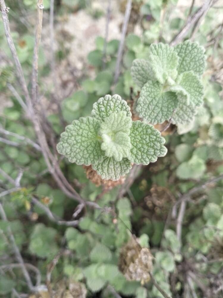 Pseudodictamnus hirsutus leaf