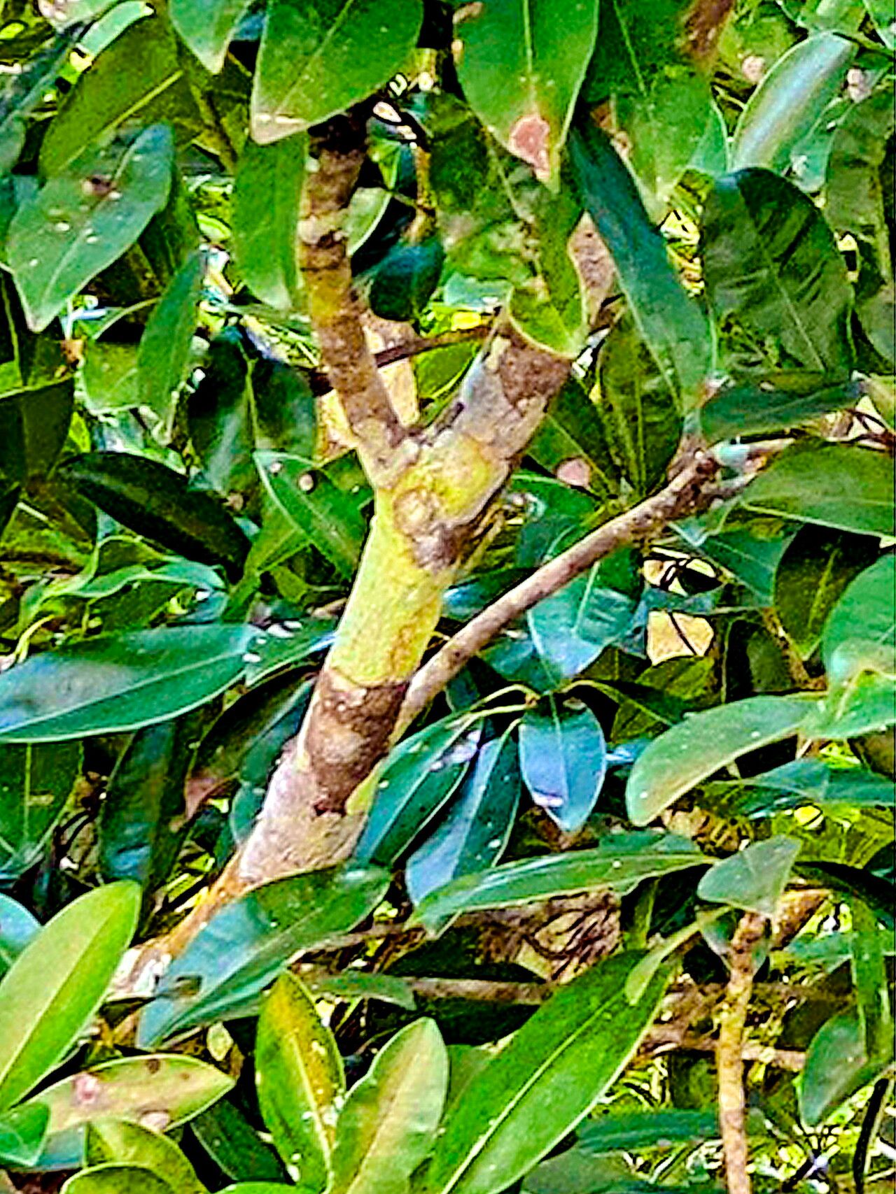 Manilkara chicle — houseplant care guide