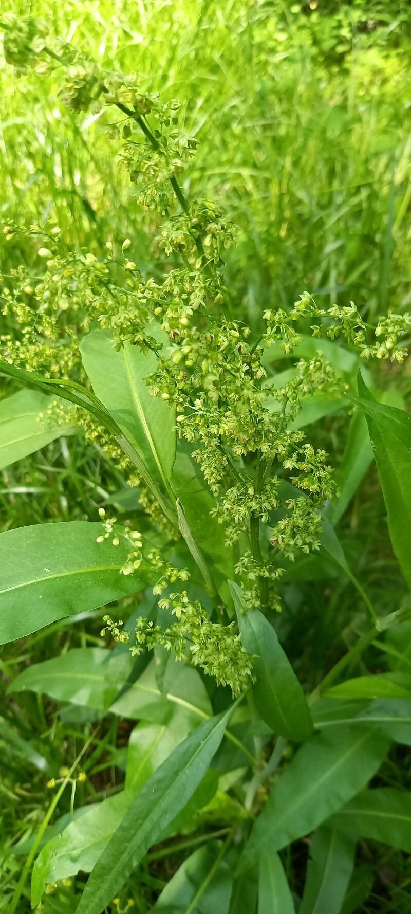 Rumex ellipticus flower