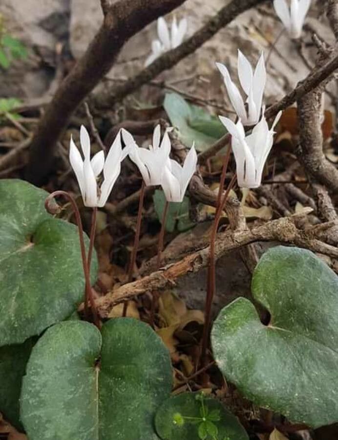 Cyclamen creticum flower