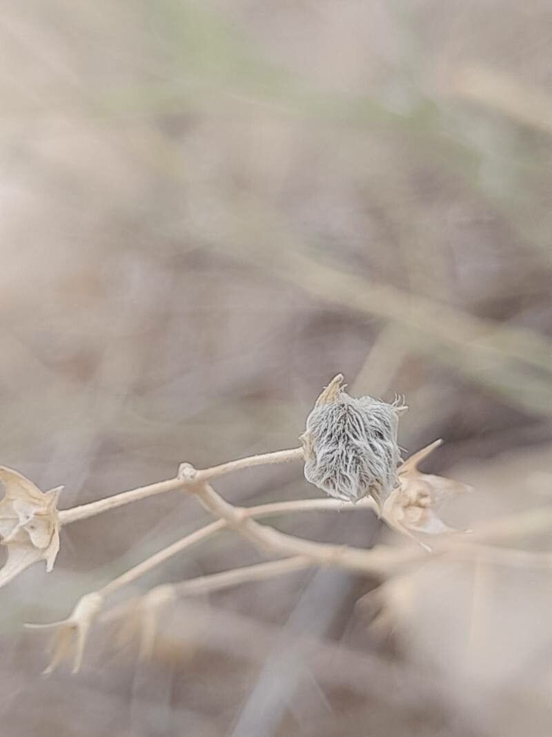 Teucrium oliverianum fruit