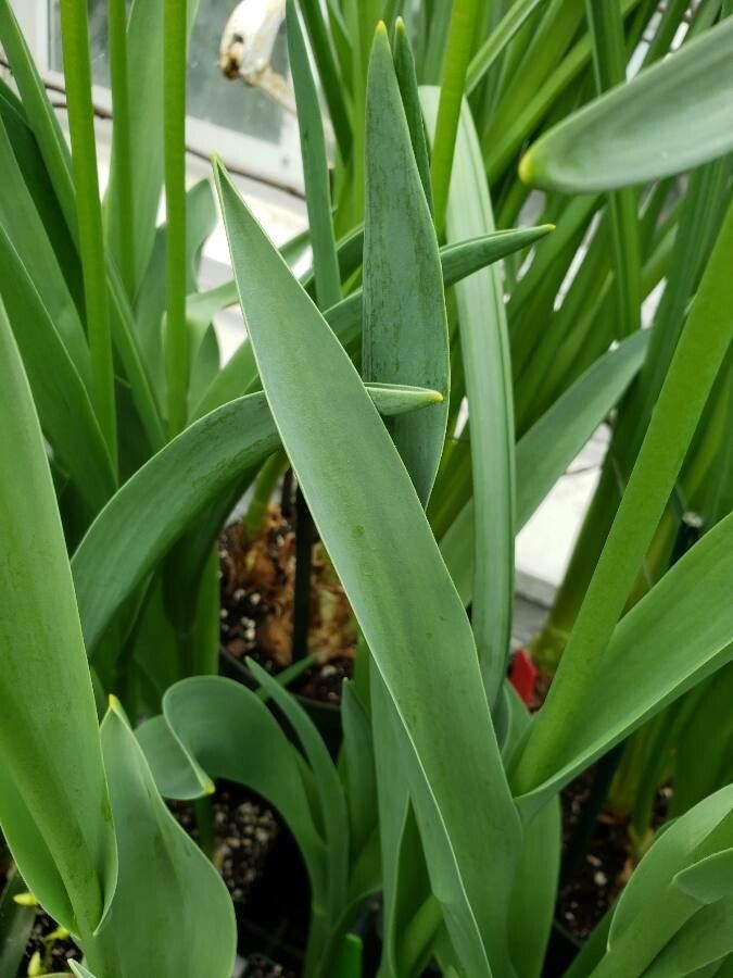 Tulipa spp. leaf