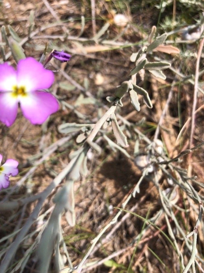 Malcolmia littorea leaf