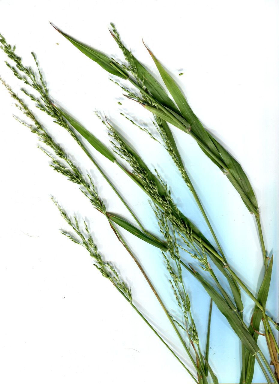 Ehrharta erecta flower