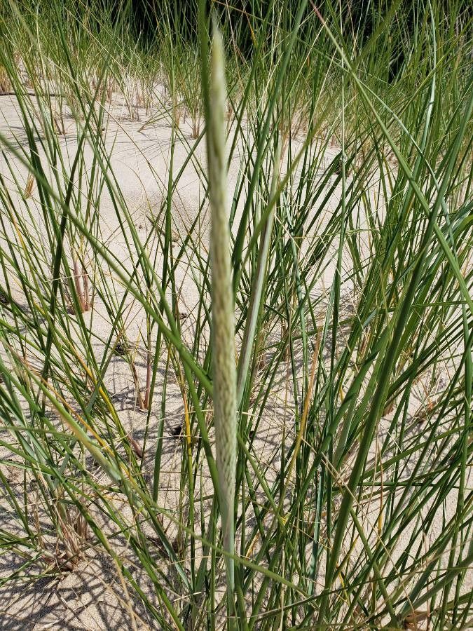 Calamagrostis arenaria flower