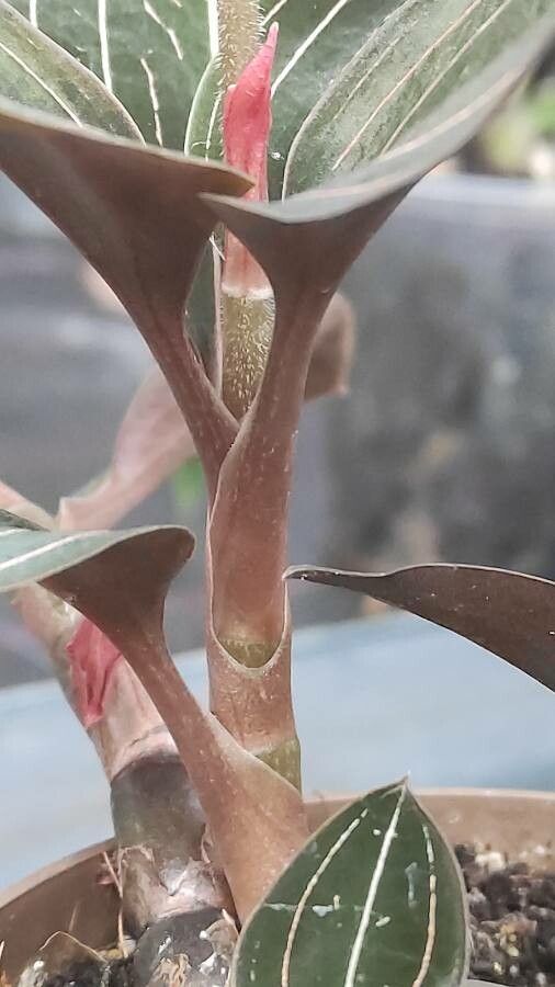 Ludisia discolor bark