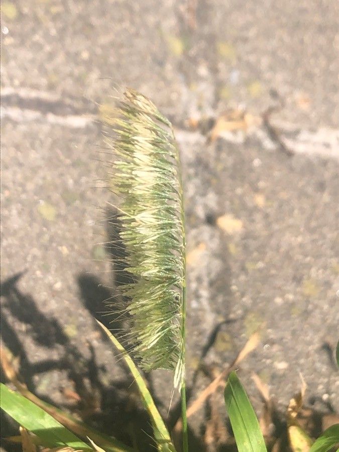 Lamarckia aurea fruit