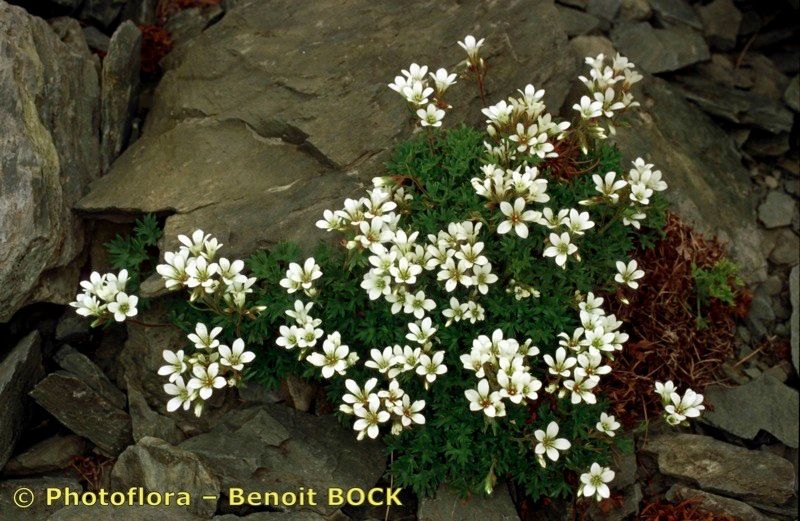 Saxifraga × lecomtei — houseplant care guide