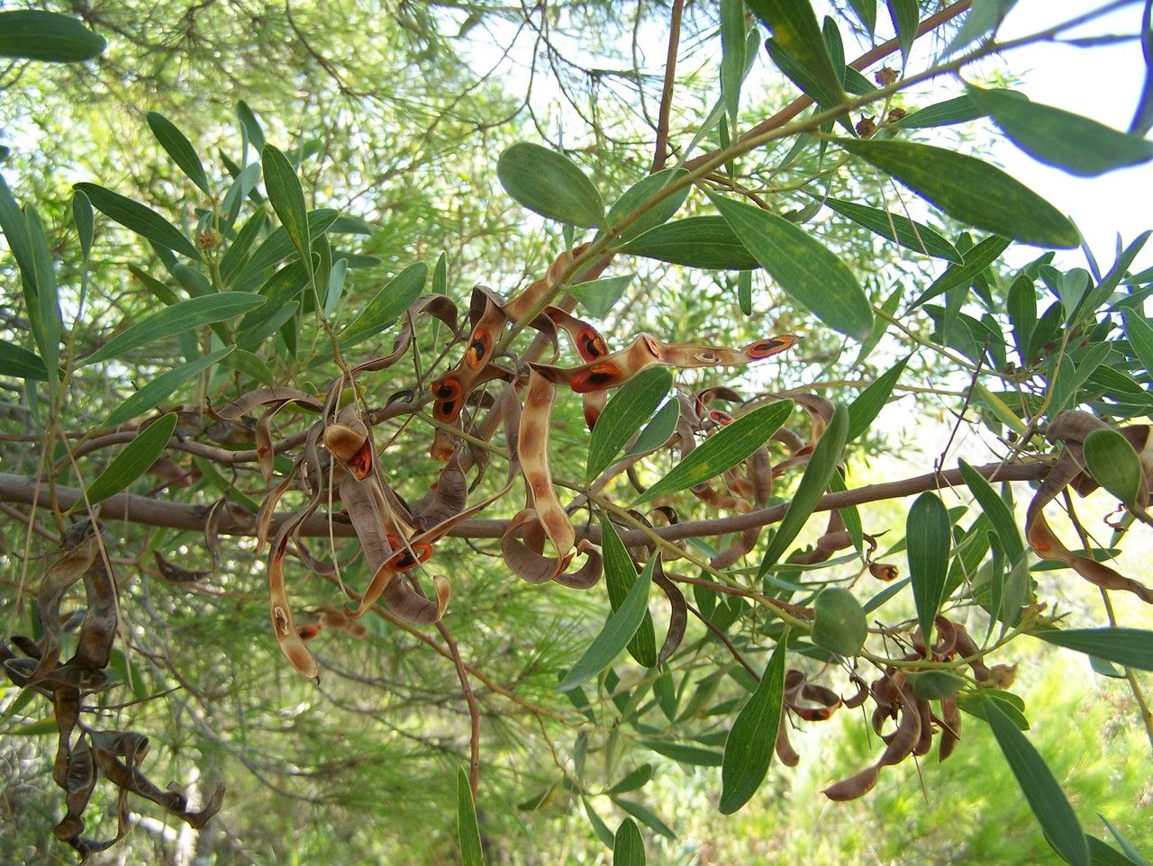 Acacia cyclops habit