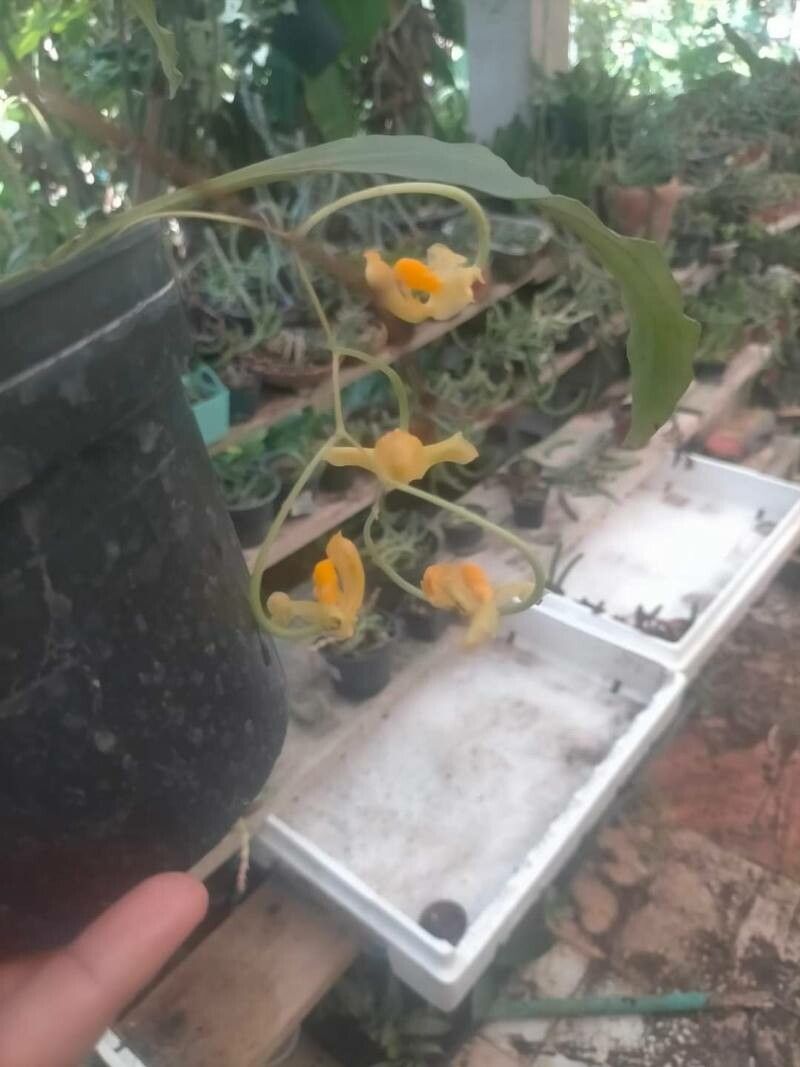 Gongora galeata — search result for 'Gongora'