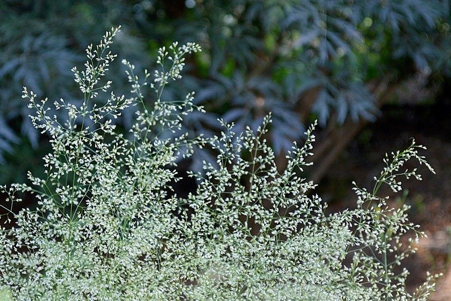 Aira cupaniana — houseplant care guide