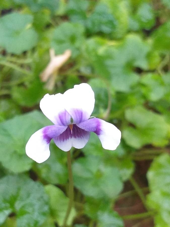 Viola hederacea flower