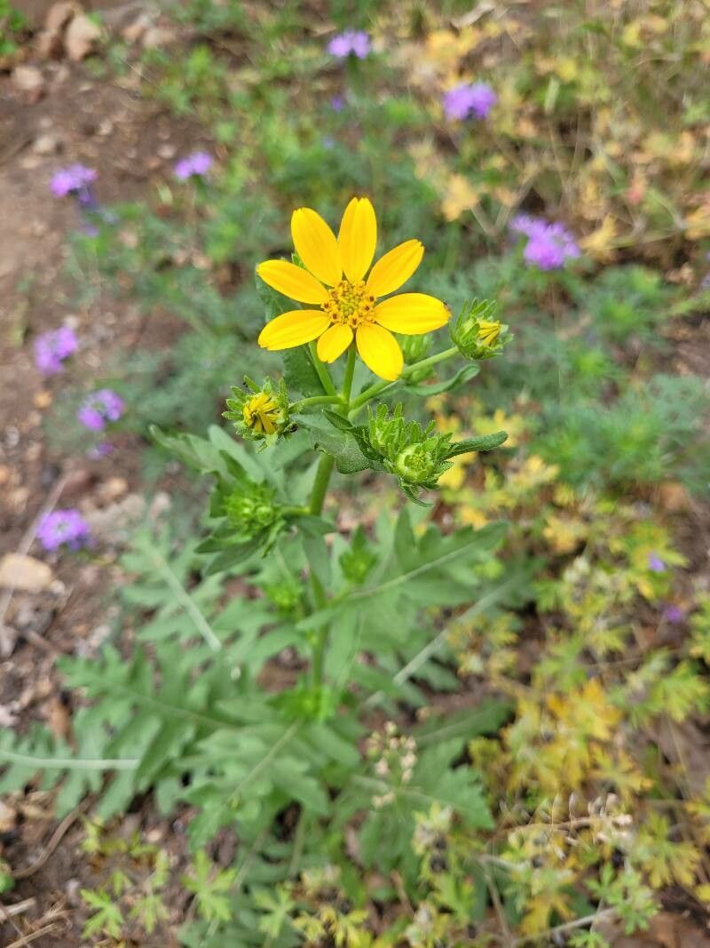 Engelmannia peristenia flower