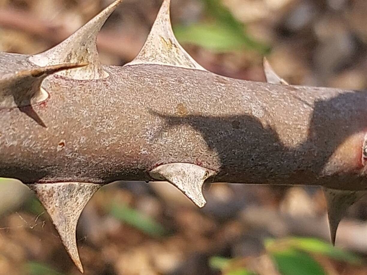 Rosa gigantea bark