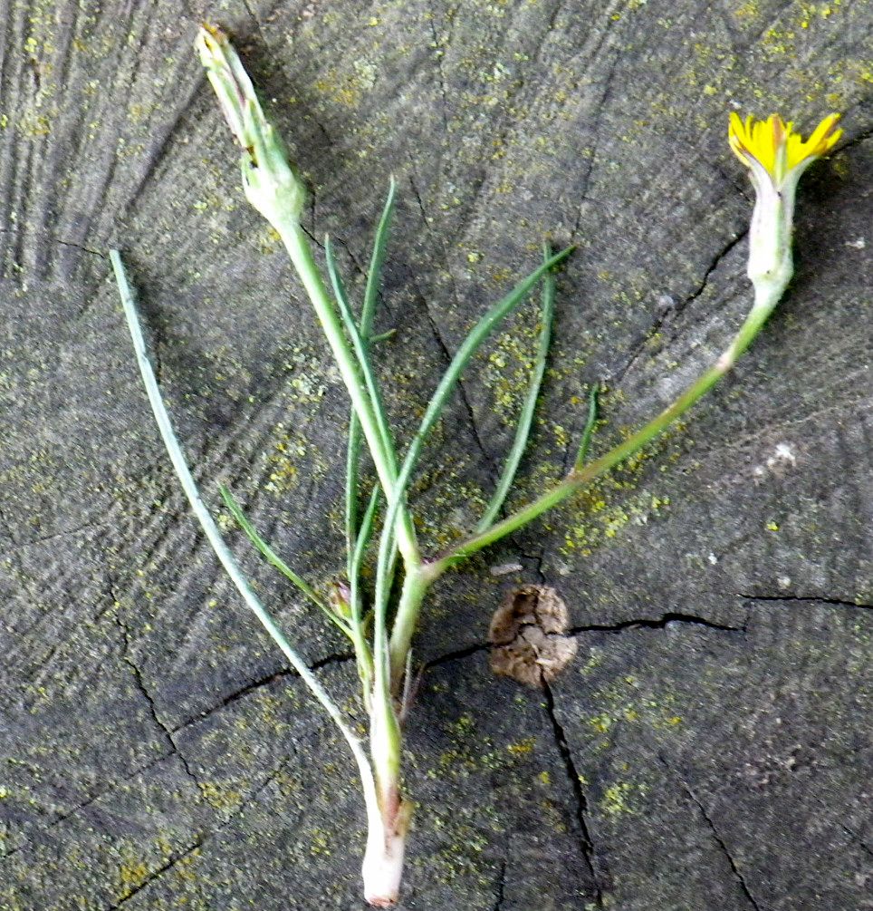 Scorzonera parviflora habit