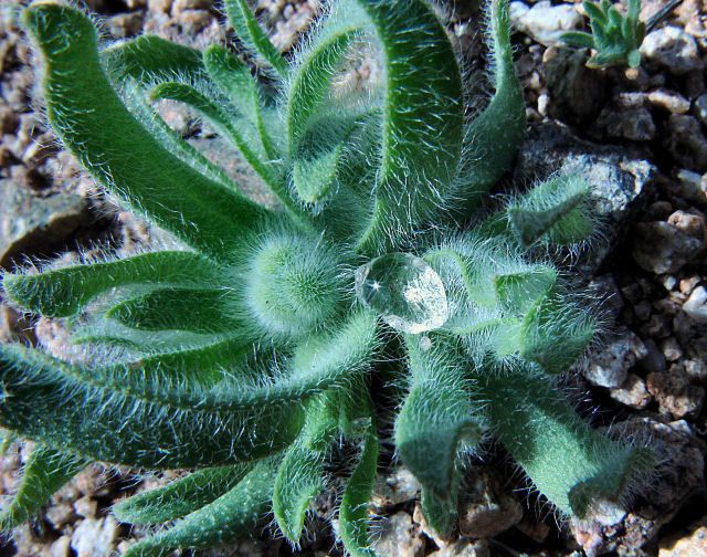 Platystemon californicus — houseplant care guide