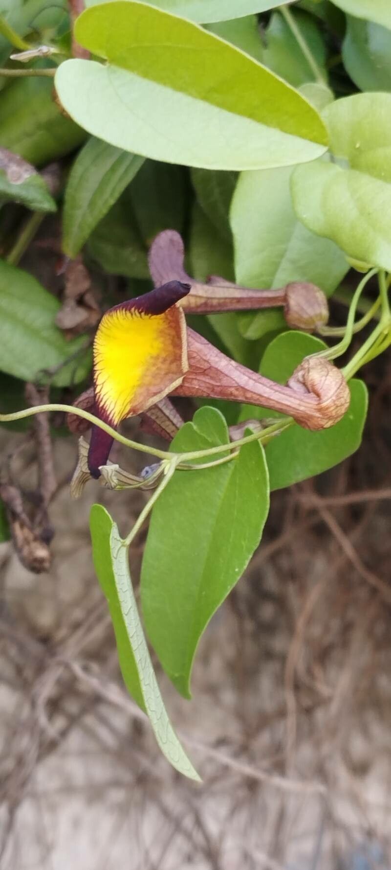 Aristolochia birostris flower