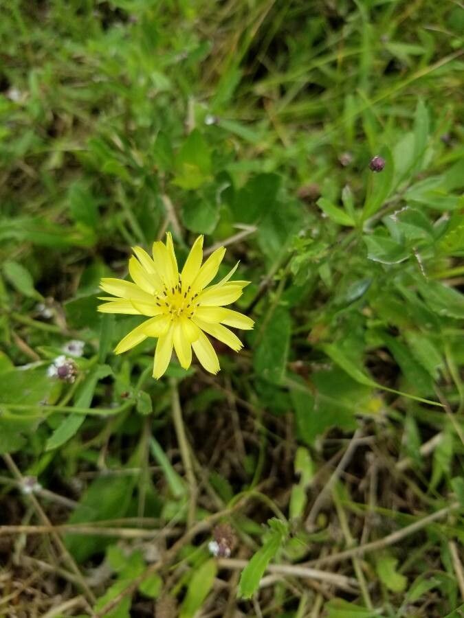 Pyrrhopappus pauciflorus flower