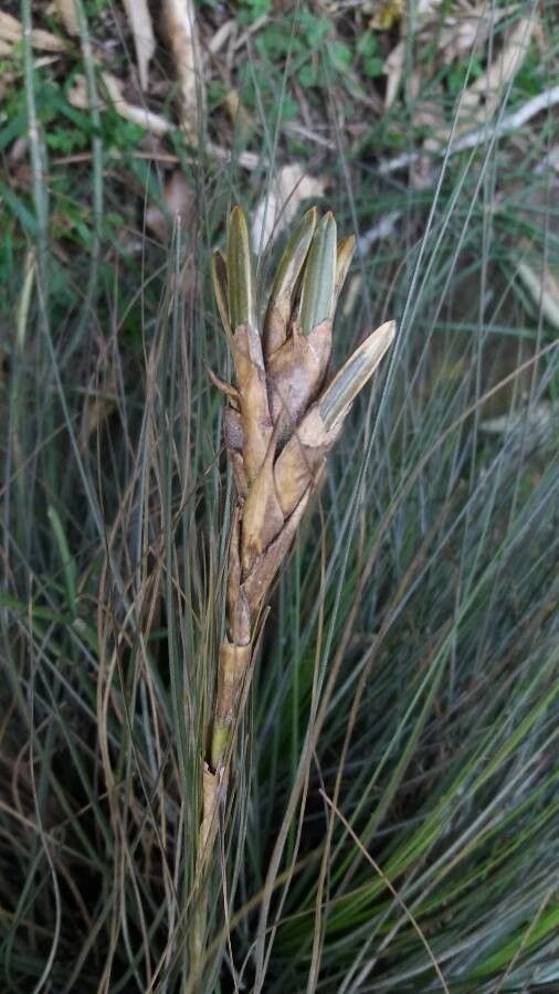 Tillandsia juncea flower